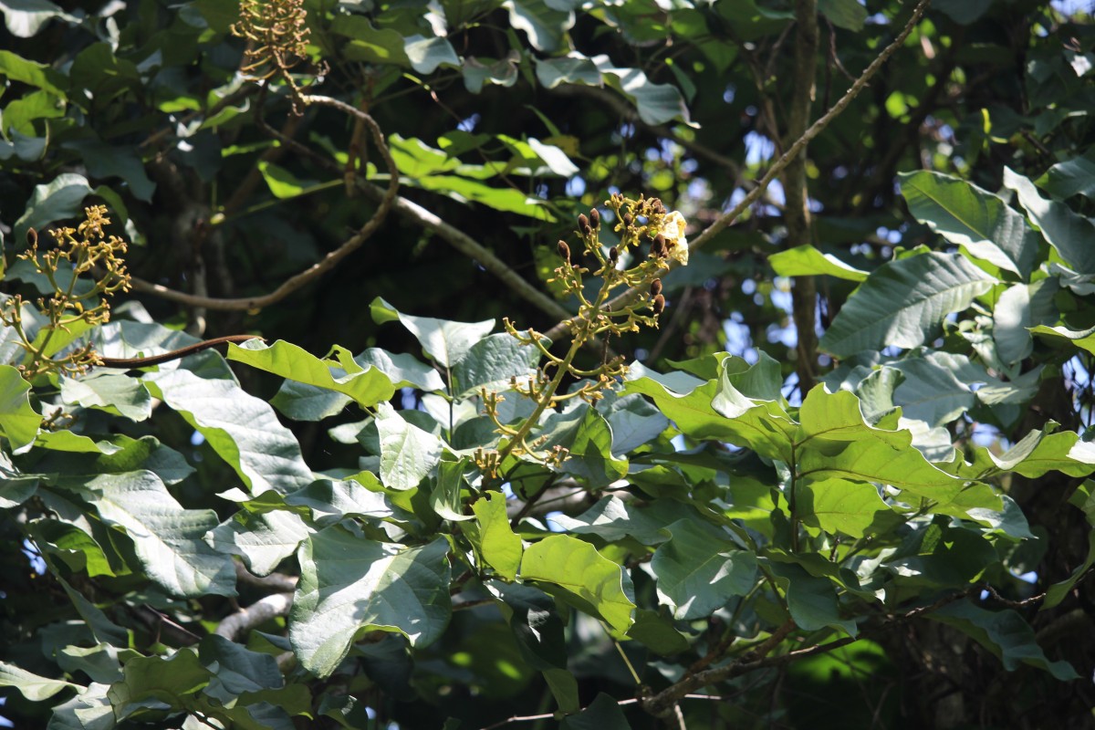 Fernandoa adenophylla (Wall. ex G.Don) Steenis